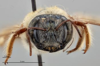 Media type: image;   Entomology 16249 Aspect: head frontal view